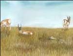Painting of antelope by prairie artist Beth Campbell