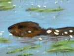 Painting of a beaver in a Saskatchewan pond