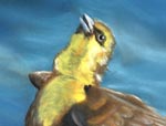 Painting of a female Yellow-Headed Blackbird