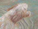 Painting of Shitzu dog swimming in Lake Diefenbaker