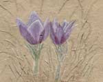 Painting of the spring crocus done on handmade paper
