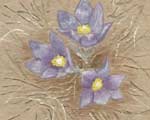 Painting of the spring crocus done on handmade paper
