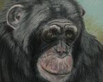 Pastel painting of a chimpanzee - Darwin