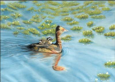 Painting of grebe swimming with her baby on her back by prairie artist Beth Campbell