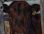 Acrylic painting of a heifer peeking through the feedlot fence