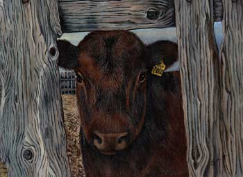 Painting of Heifer Peeking through Feedlot Fence