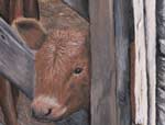 Acrylic painting of a calf peeking through the gate on branding day