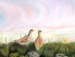 Pastel painting of a pair of partridge enjoying the sunset