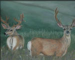 Pastel painting of mule deer
